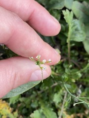 Capsella bursa-pastoris