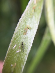 Cavariella aegopodii