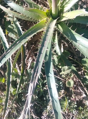 Eryngium horridum