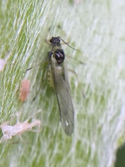 Cavariella aegopodii