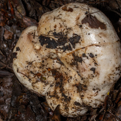 Lactarius controversus