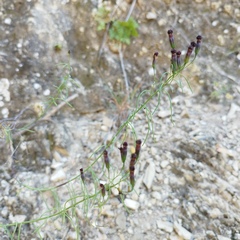 Porophyllum linaria