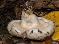 Lactarius controversus