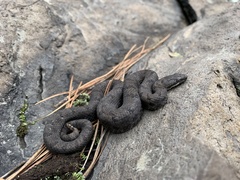 Crotalus transversus