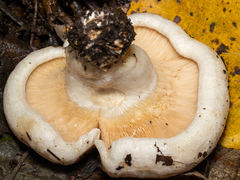 Lactarius controversus