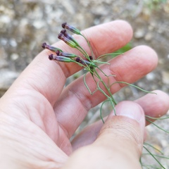Porophyllum linaria