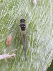 Cavariella aegopodii