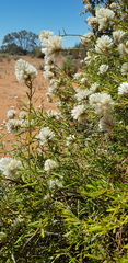Ptilotus divaricatus