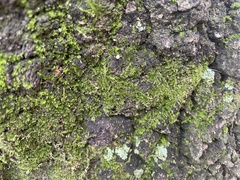 Rhynchostegium confertum