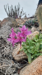 Alstroemeria violacea