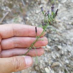 Porophyllum linaria