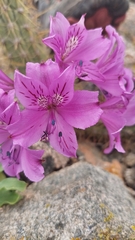 Alstroemeria violacea