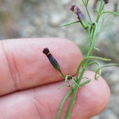 Porophyllum linaria