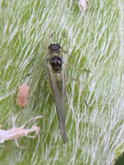 Cavariella aegopodii