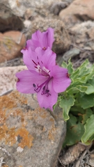 Alstroemeria violacea