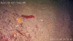 Apostichopus californicus