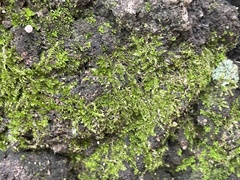 Rhynchostegium confertum