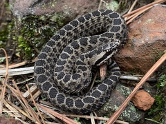 Crotalus triseriatus