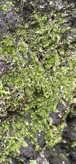 Rhynchostegium confertum