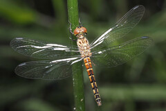 Brachydiplax denticauda