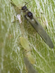 Cavariella aegopodii