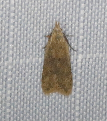 Dichomeris punctipennella