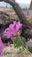 Alstroemeria violacea