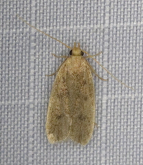 Glyphidocera