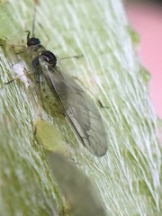 Cavariella aegopodii