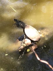 Trachemys ornata
