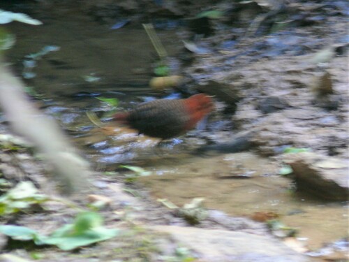 iNaturalist image