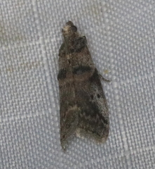 Acrobasis angusella