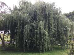 Cavariella aegopodii