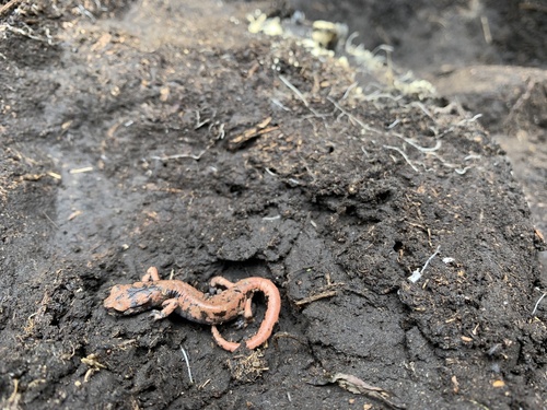 Morelos False Brook Salamander