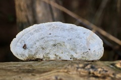 Trametes gibbosa