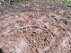 Dendrophidion bivittatus