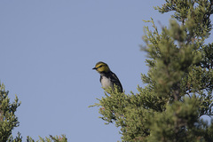 Setophaga chrysoparia