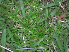 Eriocaulon truncatum