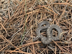 Storeria storerioides