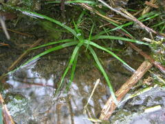 Eriocaulon buergerianum