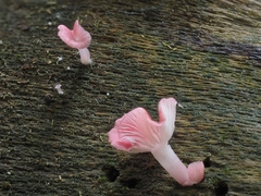 Mycena roseilignicola