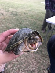 Sternotherus carinatus