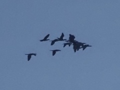 Nannopterum brasilianum