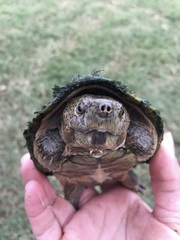 Sternotherus carinatus