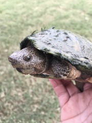Sternotherus carinatus