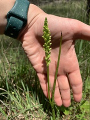 Microtis unifolia