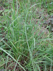 Carex maculata