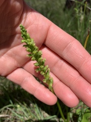 Microtis unifolia