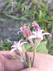Oxypetalum solanoides