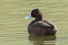 Netta erythrophthalma